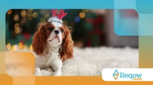 evitarem estresse canino em períodos festivos