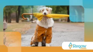 períodos de chuva e umidade