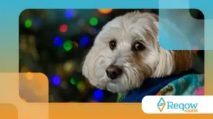 Como lidar com cães que ficam mais sensíveis em épocas festivas