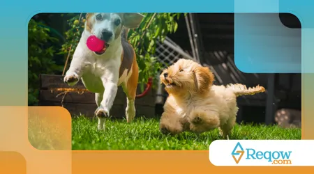 Como ensinar o cão a pegar objetos apenas quando autorizado