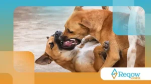 Evitar brigas entre cães que moram juntos