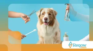 Cuidados básicos com cães para evitar nós em pelos longos