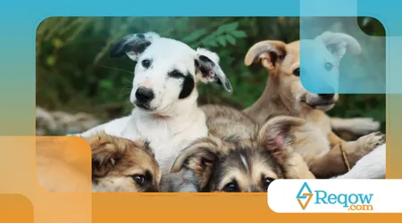 Cuidados básicos com cães para evitar odores no cantinho do pet