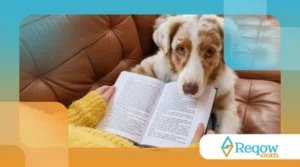 eles escolhem um tutor favorito