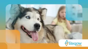 Curiosidades sobre cães e o motivo de seguirem você pela casa