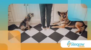 Dicas para tutores de cães lidarem com energia acumulada