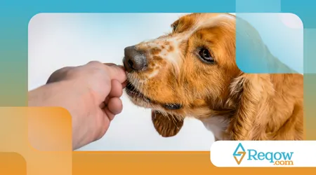 Raças de cães que não suportam ficar sozinhas