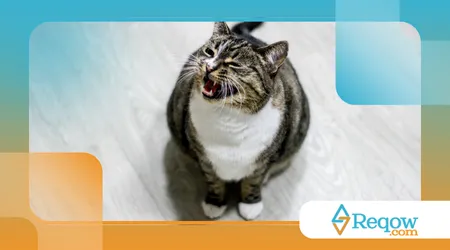 Como fazer o gato parar de miar à noite em casa