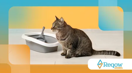Como limpar caixa de areia do gato sem deixar odor