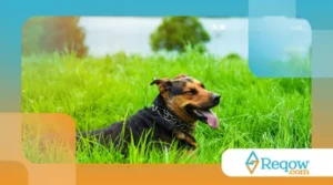 Enriquecimento ambiental para cães