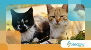 Por que gato amassa pãozinho