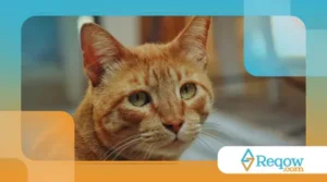 Gato bebendo pouca água