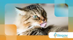 Gato se lambendo demais