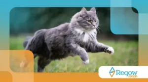 Por que gato corre do nada