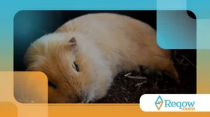 Por que hamster dorme de dia