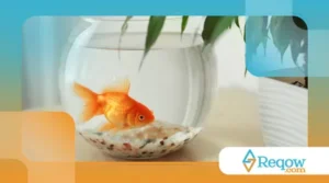 cuidar de peixe em aquário pequeno