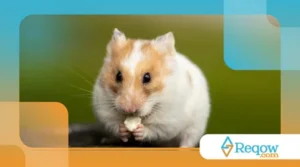 limpar gaiola de hamster