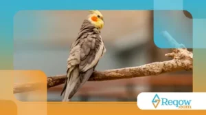Calopsita recém-chegada