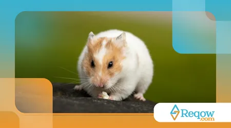 Hamster fugindo do contato: formas de ganhar confiança