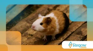 cuidar de hamster no calor