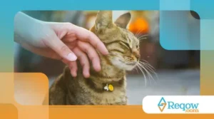 organizar um espaço higiênico para pets em apartamentos pequenos